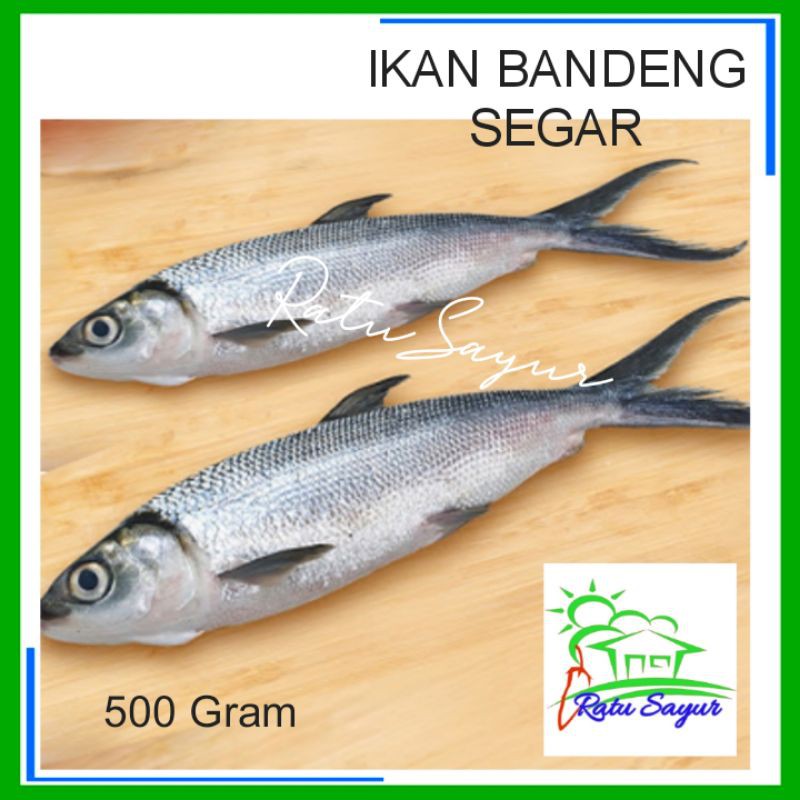 IKAN BANDENG SEGAR/ratusayur.id