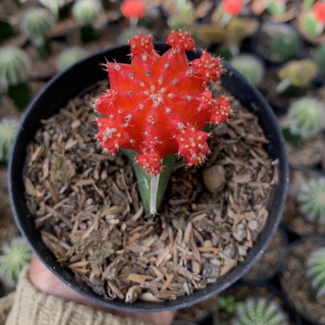 gymnocalycium red