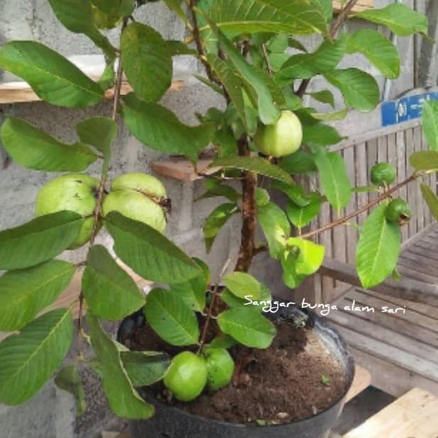 Tanaman Jambu Kristal Besar Sudah Berbuah / Pohon Jambu Ktistal Berbua