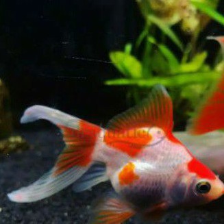 IKAN HIAS KOKI TAMASABA GOLDFISH AIR TAWAR