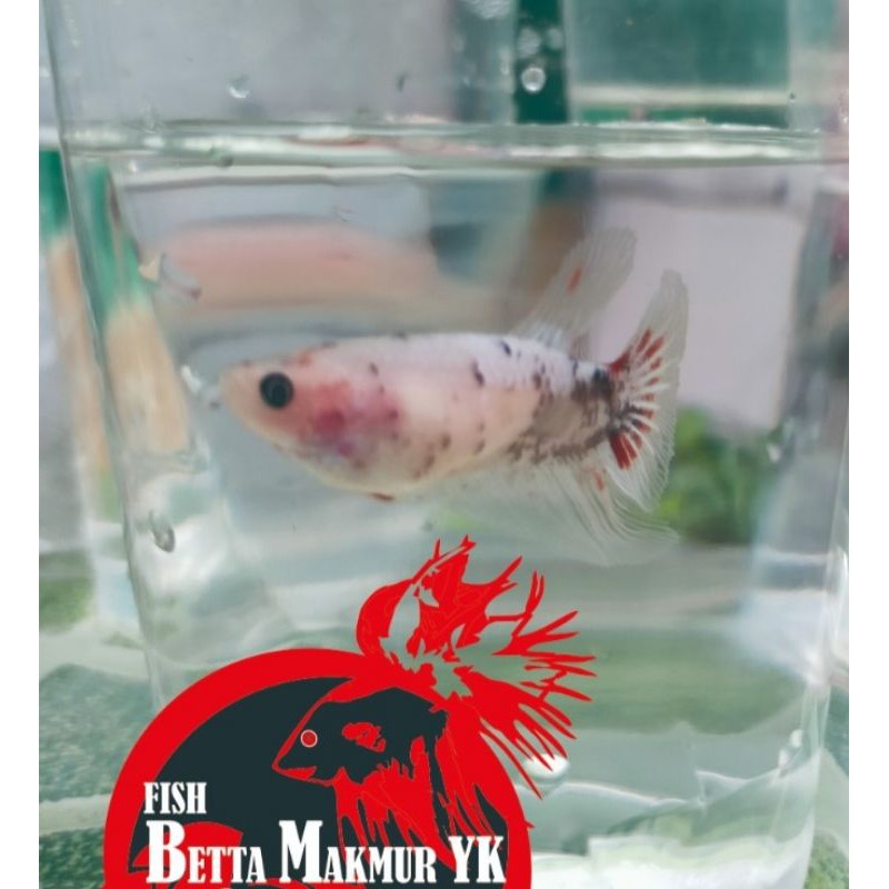 Ikan Cupang Anakan Koi Giant Multicolor / Ikan Beta Koi Multicolour