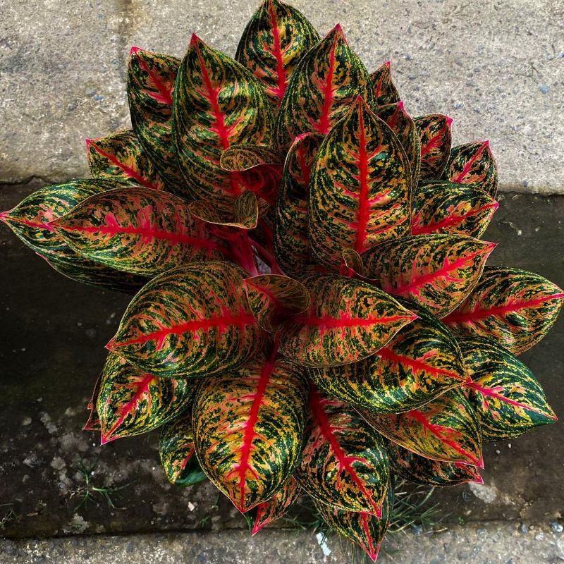 Aglonema Widuri remaja Tanaman Hias Aglaonema Widuri murah aglonema tanian lokal Tanaman Hias aglone