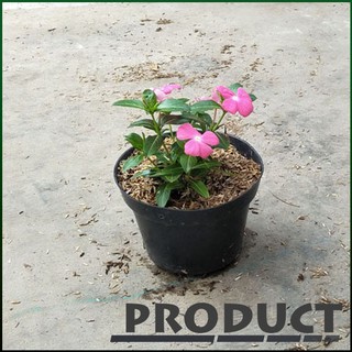  TANAMAN  HIAS  Vinca gantung  bunga  pink IMPORT Shopee  