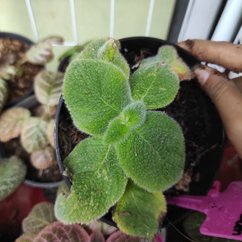 Episcia Blue Heaven