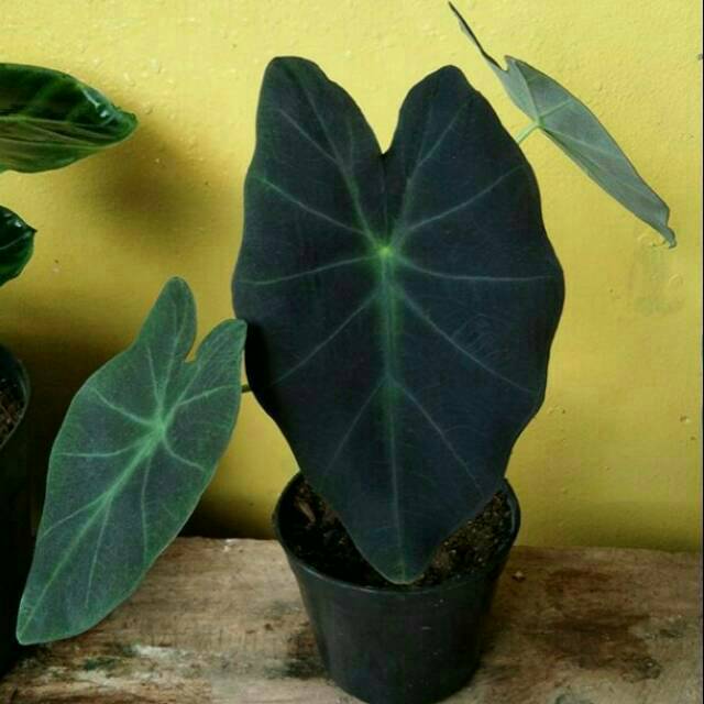 Keladi Hitam Caladium Black Shopee Indonesia Keladi Hitam Caladium Black Shopee Indonesia