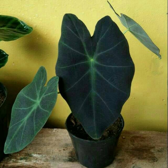  Keladi  Hitam Caladium Black  Shopee Indonesia