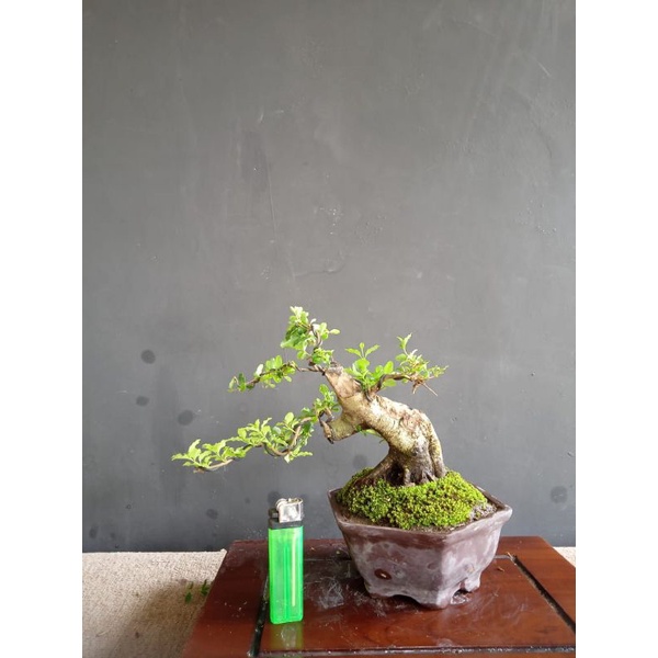 bonsai mame legistrum bogel..(sesuai gambar.)