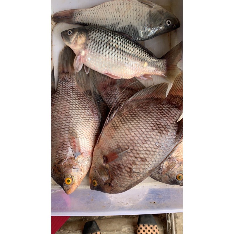 

IKAN GURAMI 1KG