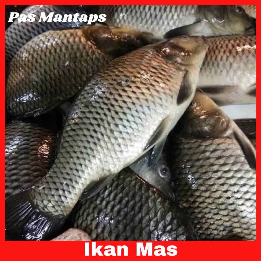 

Ikan Mas Segar 1 kg Pasar Murah Bekasi