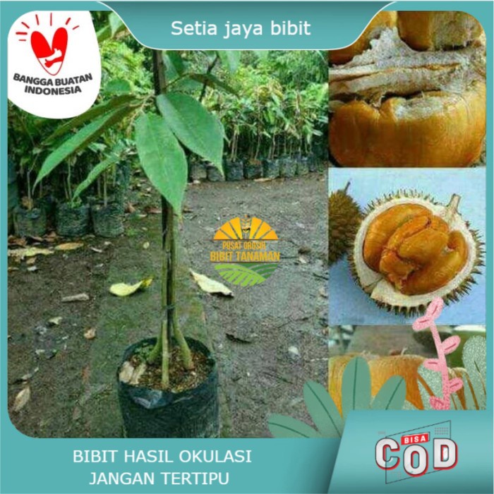 Bibit durian duri hitam kaki 3 - durian ochee