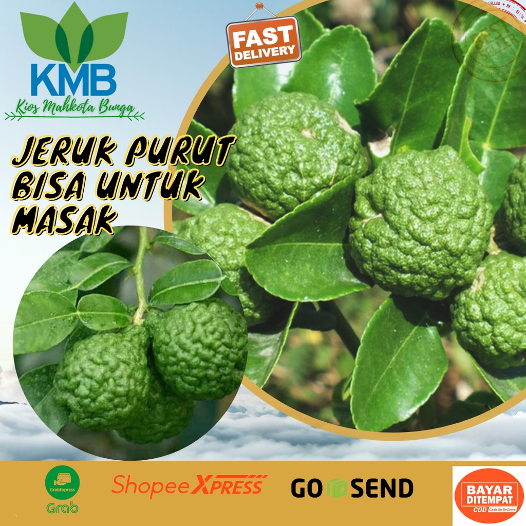 Bibit Jeruk Purut Asli / Pohon Jeruk Purut - Tanaman Jeruk Purut - Bibit Jeruk Purut Untuk Masak