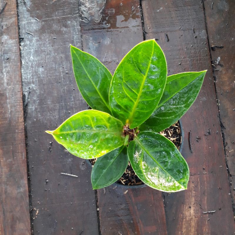 Jemani Mangkok Curly