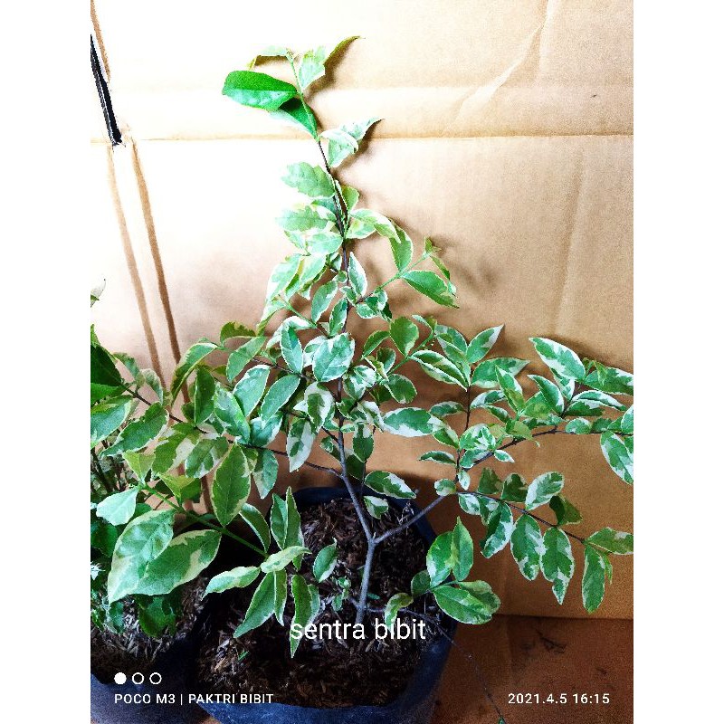 Anting putri varigata (bahan bonsai)
