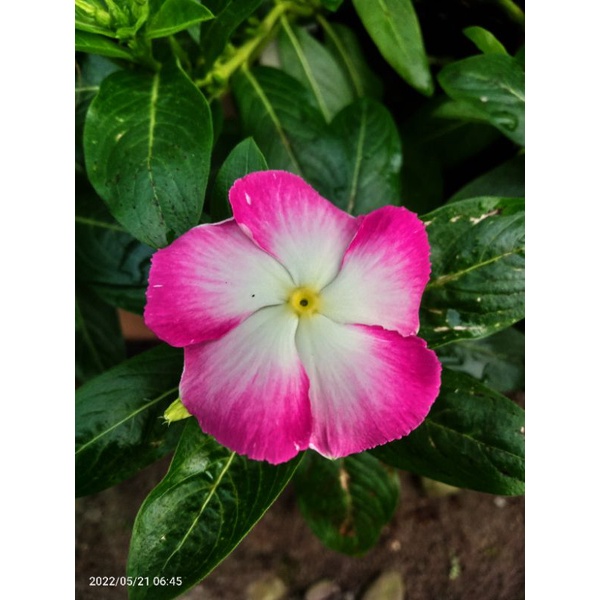 Benih Bunga Vinca Sultan/Nirvana White Splash 10 Seed
