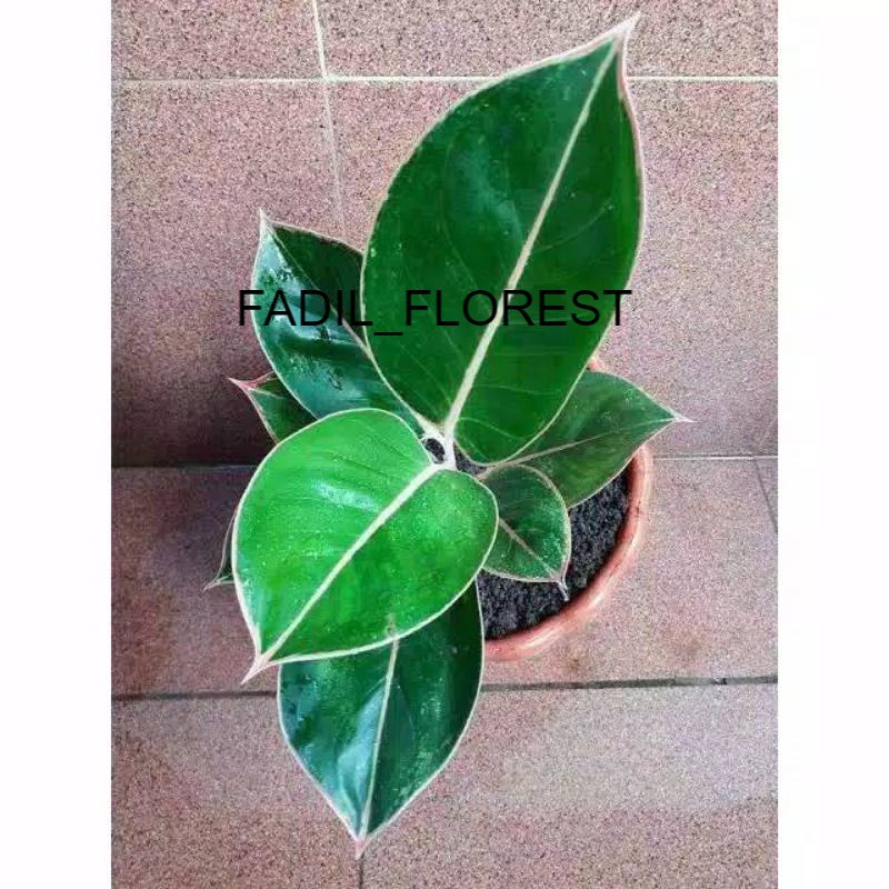 aglonema flaminggo baby SEED_AGLONEMA