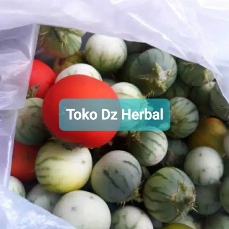 

Buah terong hutan terong pari terong duri segar 500 gram-az