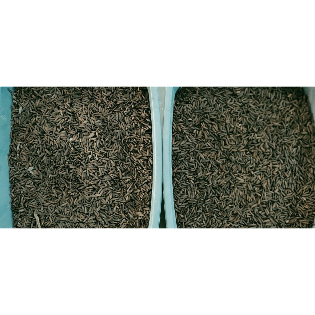 Prepupa Maggot BSF Paket Grosir 1 - 100kg UP / Kualitas Terbaik Termurah