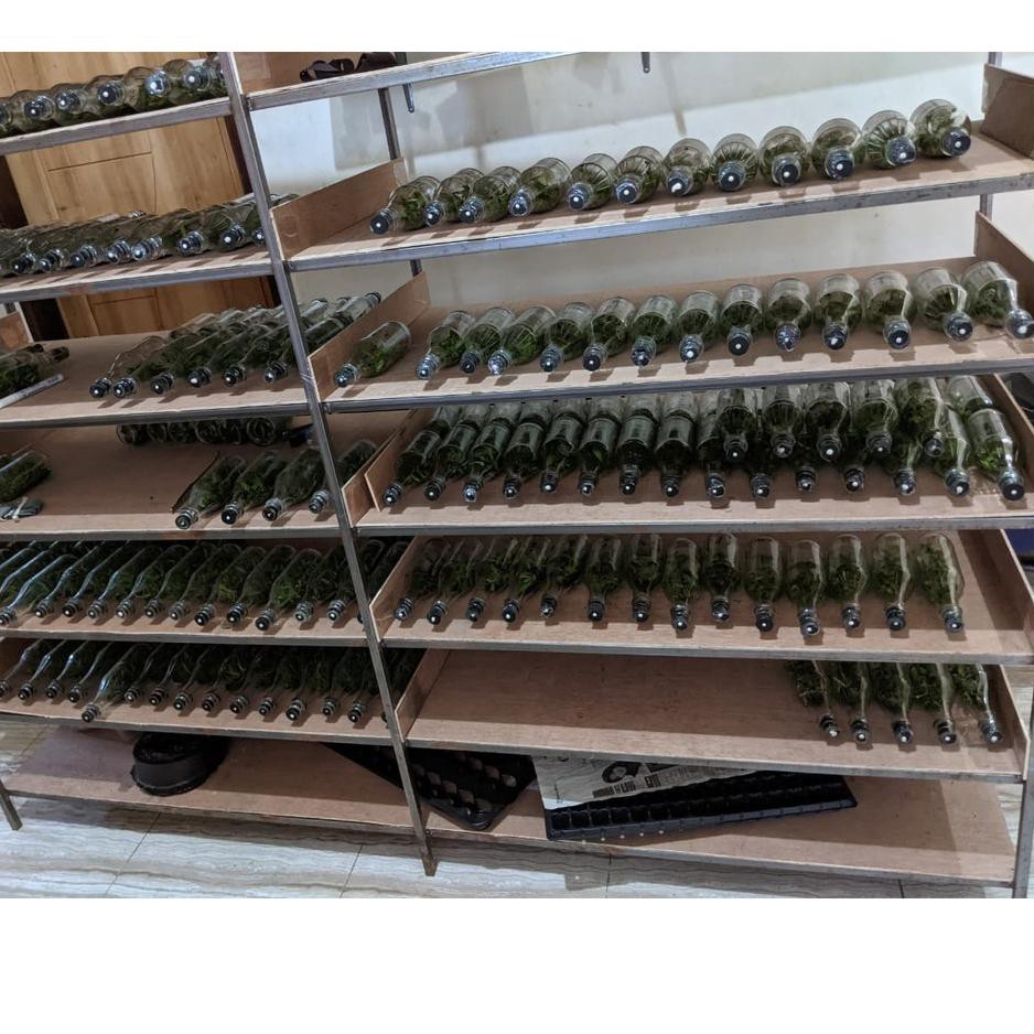 Terbaik Bibit Anggrek Botol - (Bulan/Vanda/Dendro/cattleya)