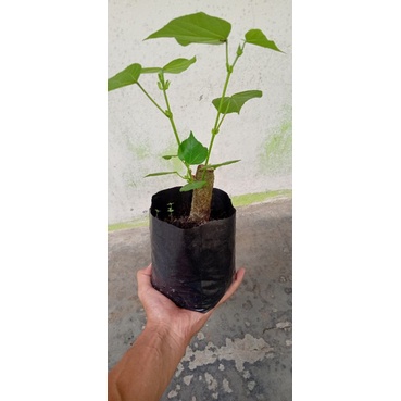 bahan bonsai waru