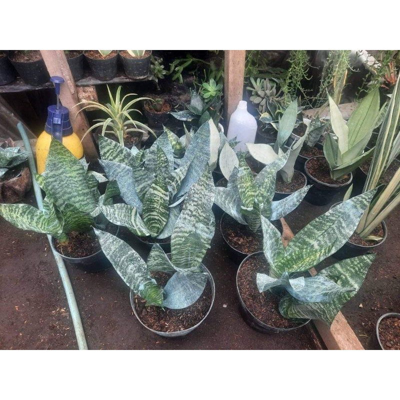 Sansevieria Gold Flame Black
