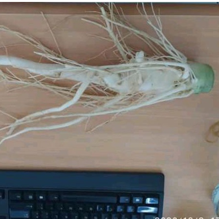 

Akar pepaya jantan segar per 1 kg