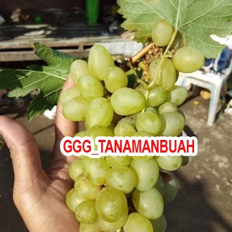 Bibit Anggur Shine Muscat Grafting Cepat Berbuah