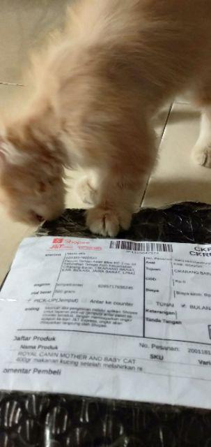 Royal Canin Mother And Baby Cat 400gr Makanan Kucing Setelah