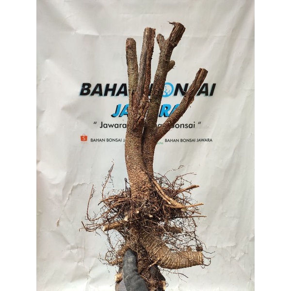 BONSAI ARABIKA KLAMPIS BESAR