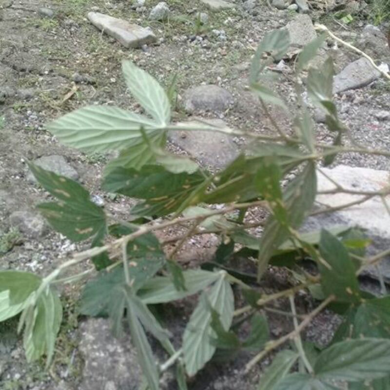 

daun opo opo/ otok otok