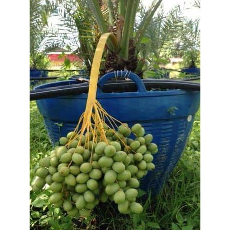 kw wahid bibit tanaman buah kurma thailand super