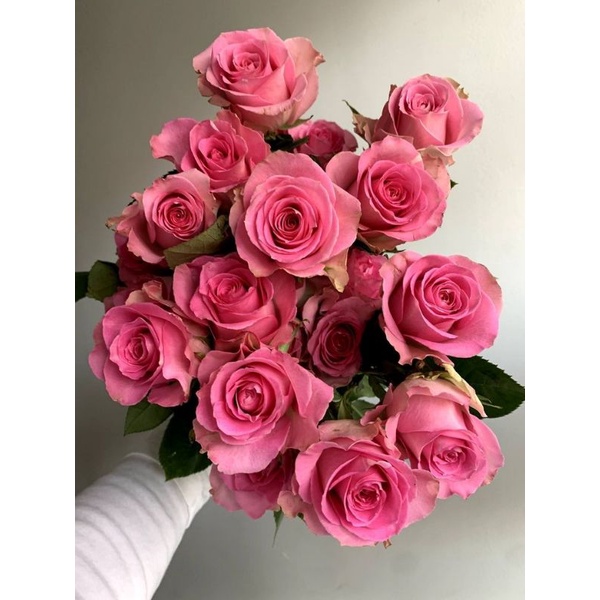 Mawar Import  SWEET UNIQUE- Ukuran dewasa-Mawar Wangi-Mawar  besar-Mawar import-mawar hidup-Bunga ma