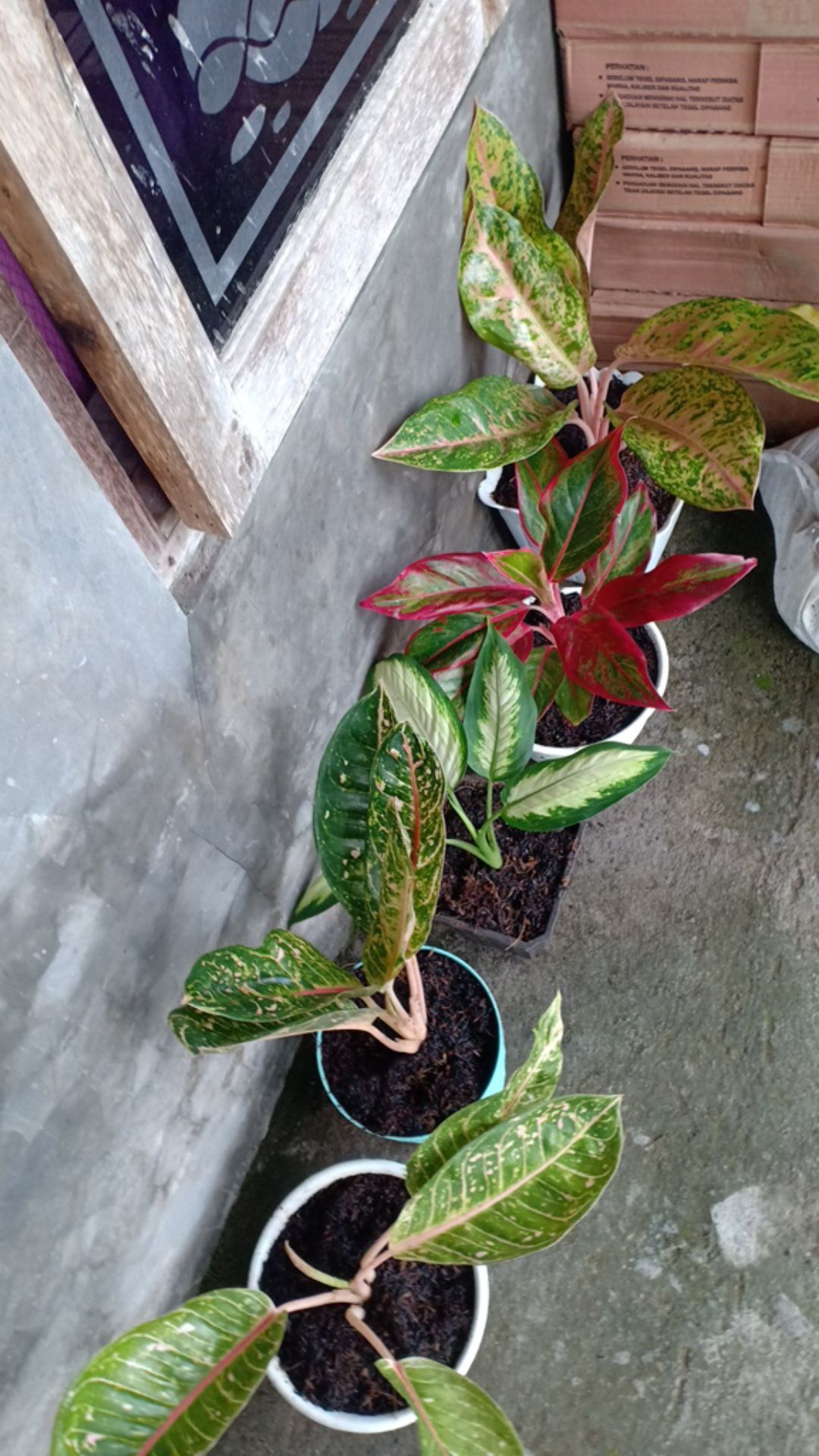 Aglonema Big Roy / Lulaiwan Ukuran Besar / Tananaman Hias Big Roy