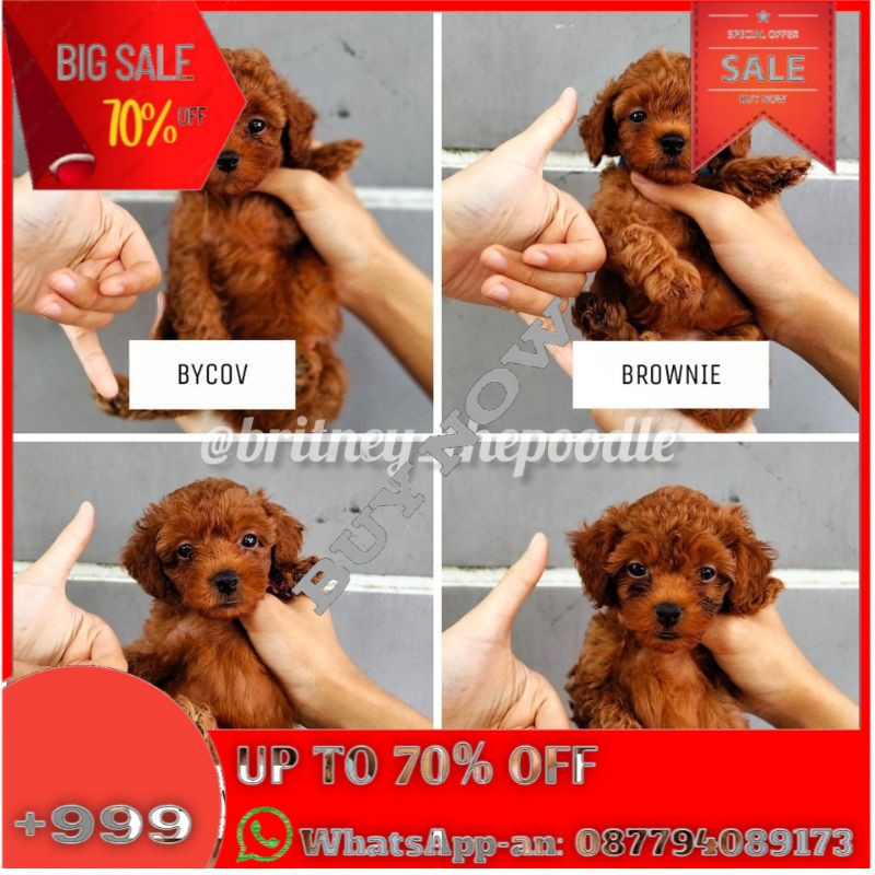 red toy poodle bandung