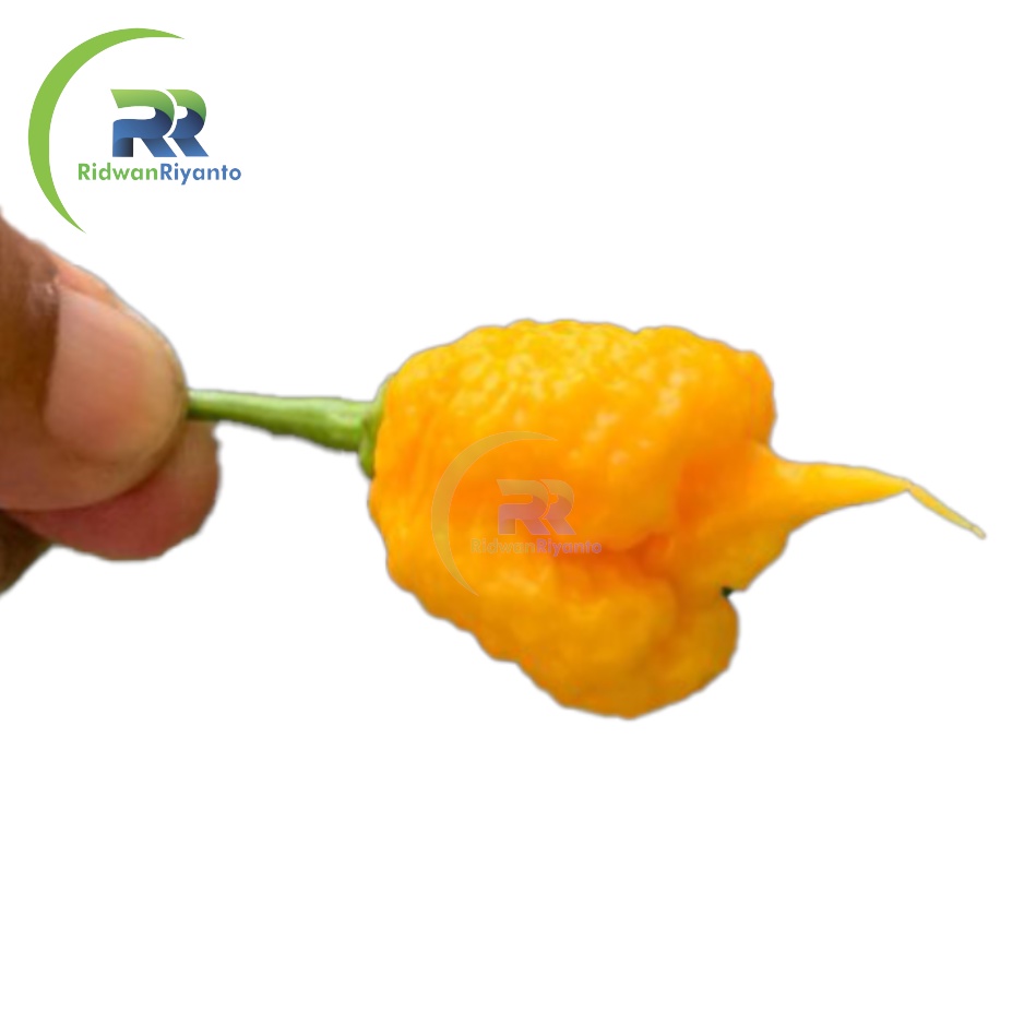 BIJI Benih Cabai CAROLINA REAPER Yellow Cabe Terpedas Nomor 1 di Dunia Versi Guinness World Record