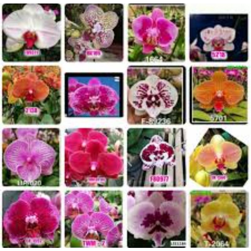 angbul novelty /koleksian spike mekar