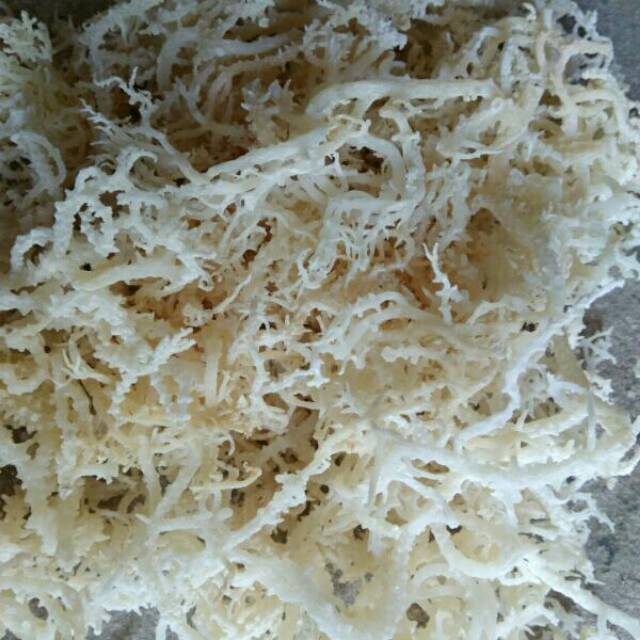 

Rumput laut kering standar