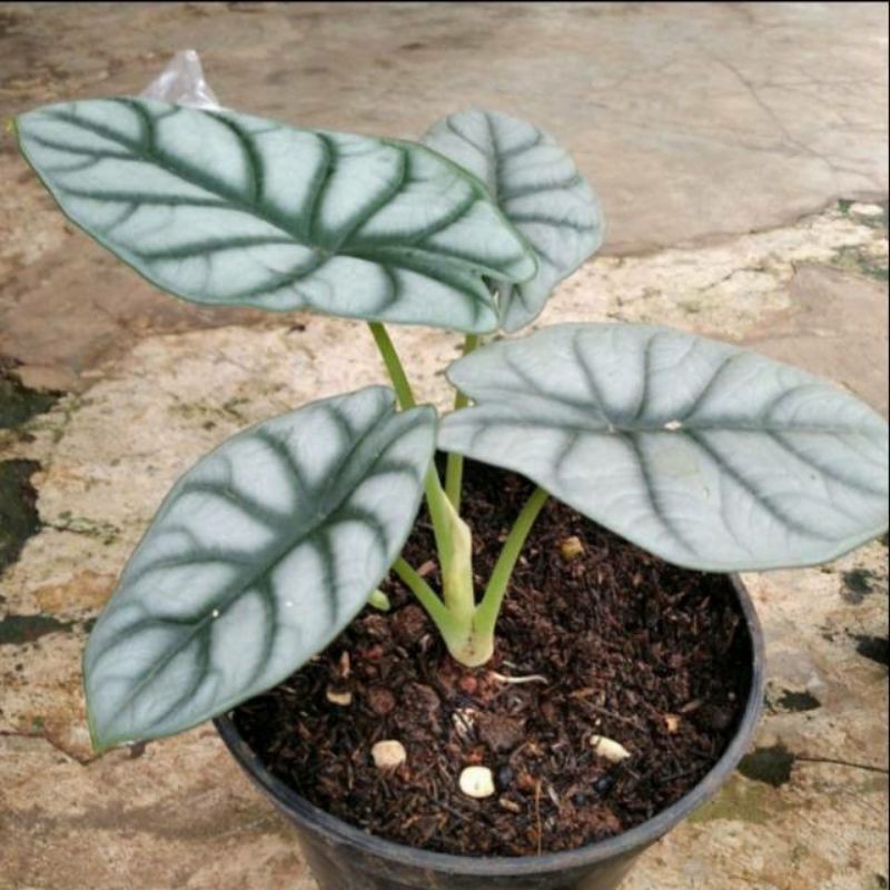 MURAH bibit tanaman hias alocasia dragon silver-tanaman alocasia dragon silver