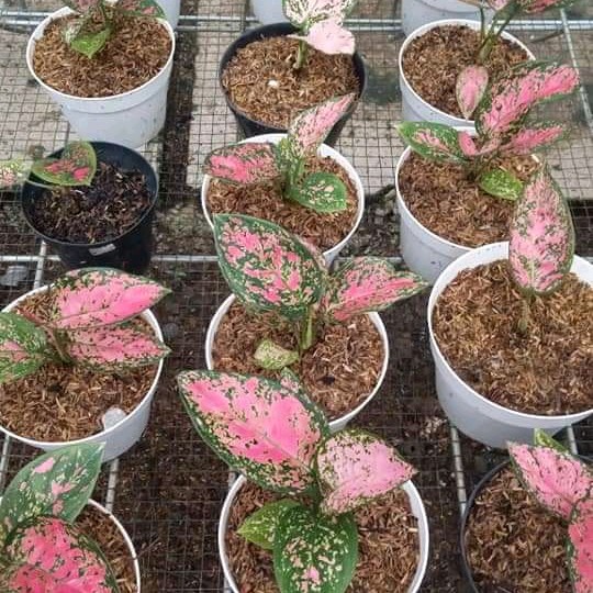 aglomema super pink/tanaman hias aglomema