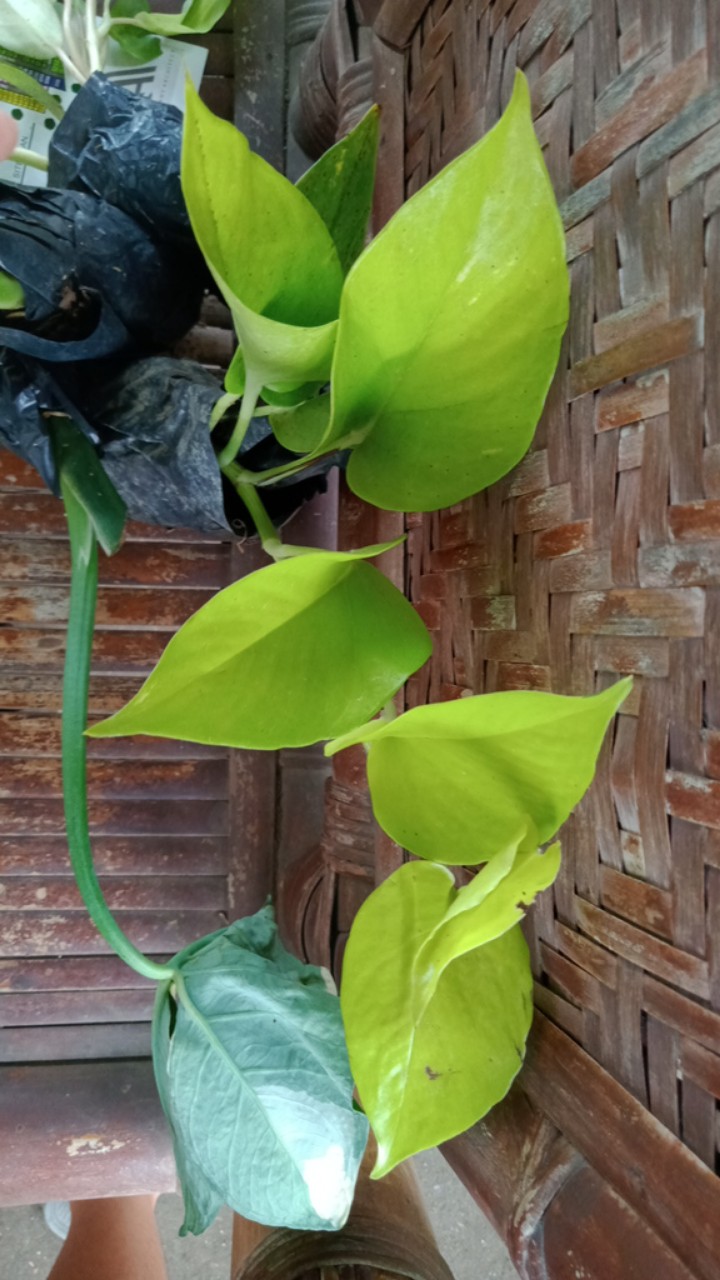 Tanaman Srigading Lemon - Sirih Gading Lemon - Srigading Love