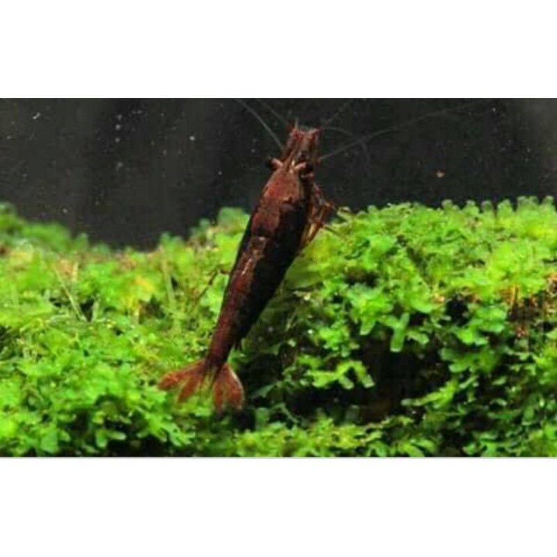 udang hias black fire aquascape