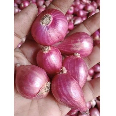 

Bawang Merah Asli Brebes