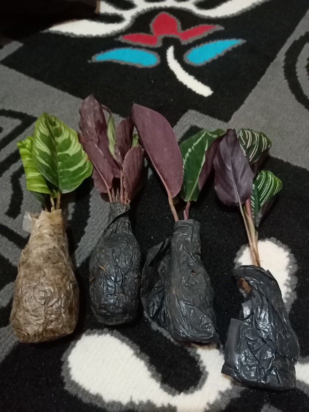 Tanaman Hias Spesial Paket Calathea - Kalatea Silverplat,gr.lipstik,ornata,makoyana