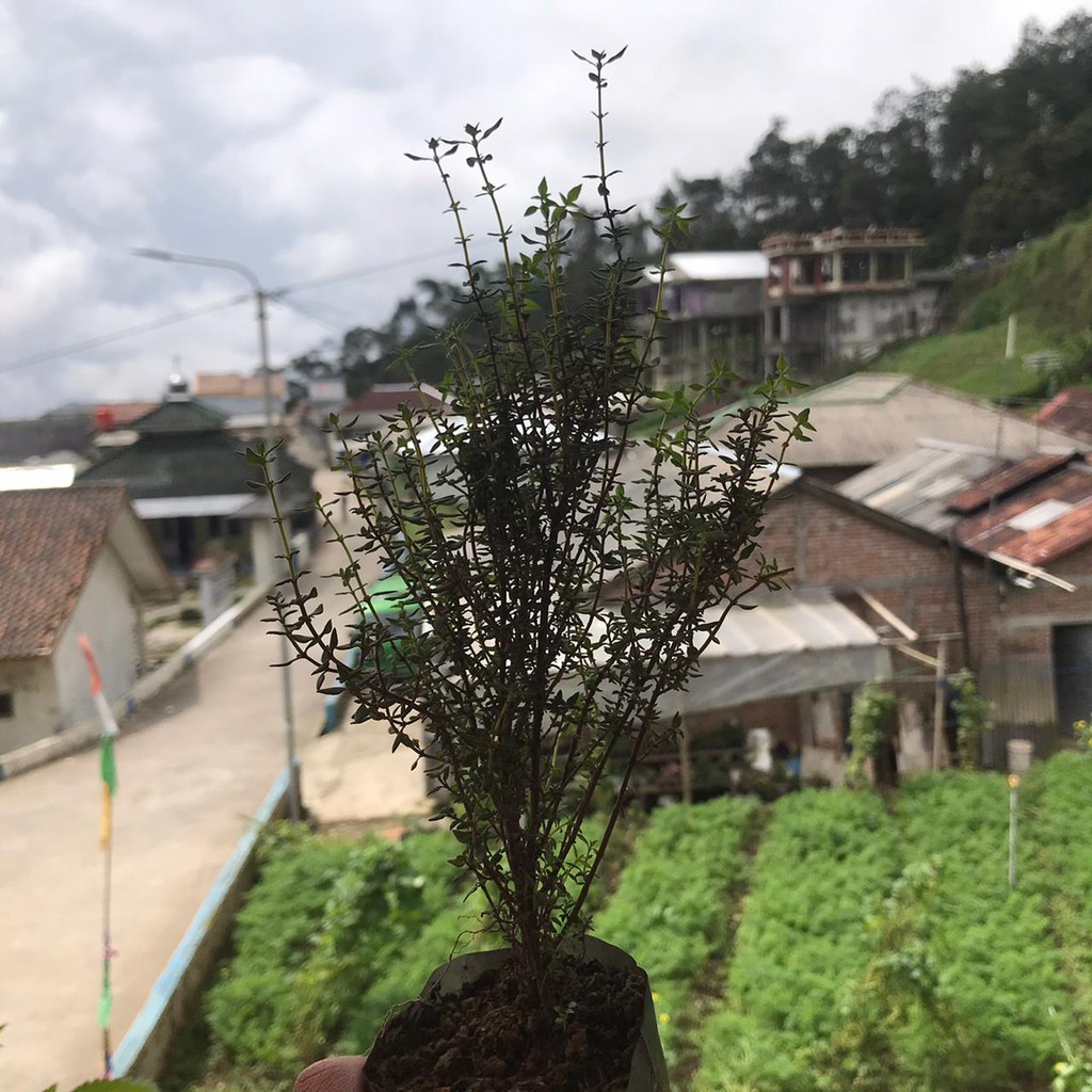 TANAMAN TIMI TANAMAN THYME BIBIT TIMI BIBIT THYME