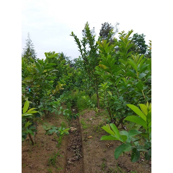 bibit fresh cangkok jambu kristal merah jumbo