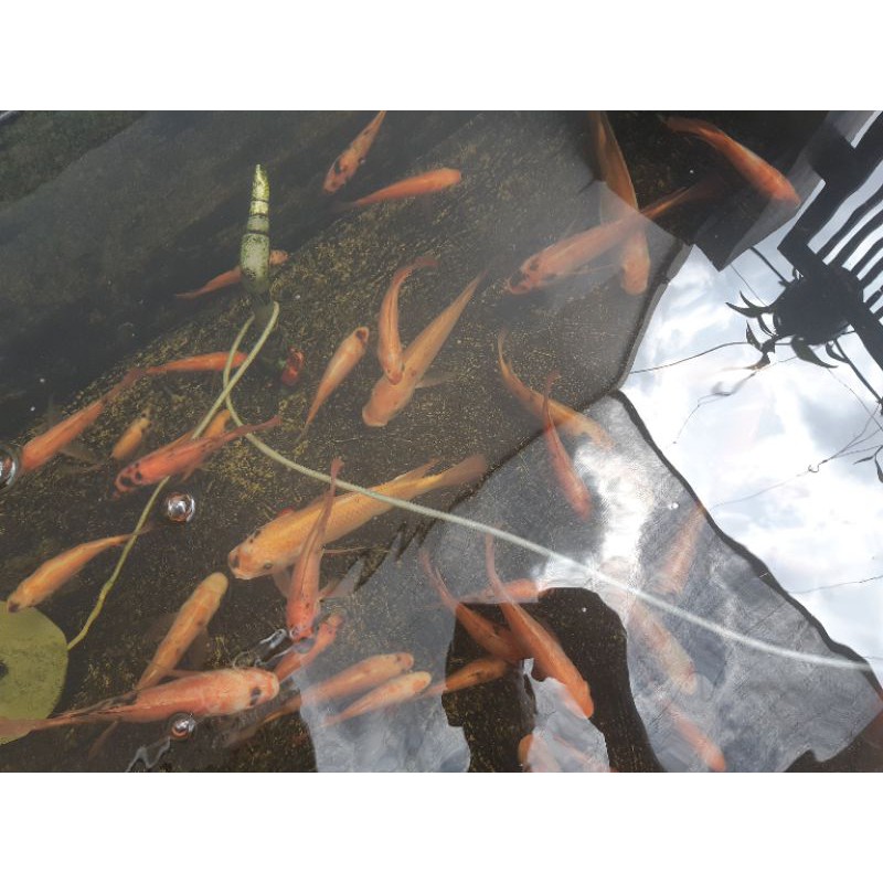 Ikan Nila Merah Super 15-18 cm calon indukan