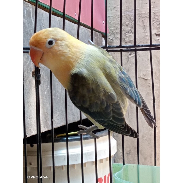 lovebird biola parblue euwing darkblue expedisi grab express