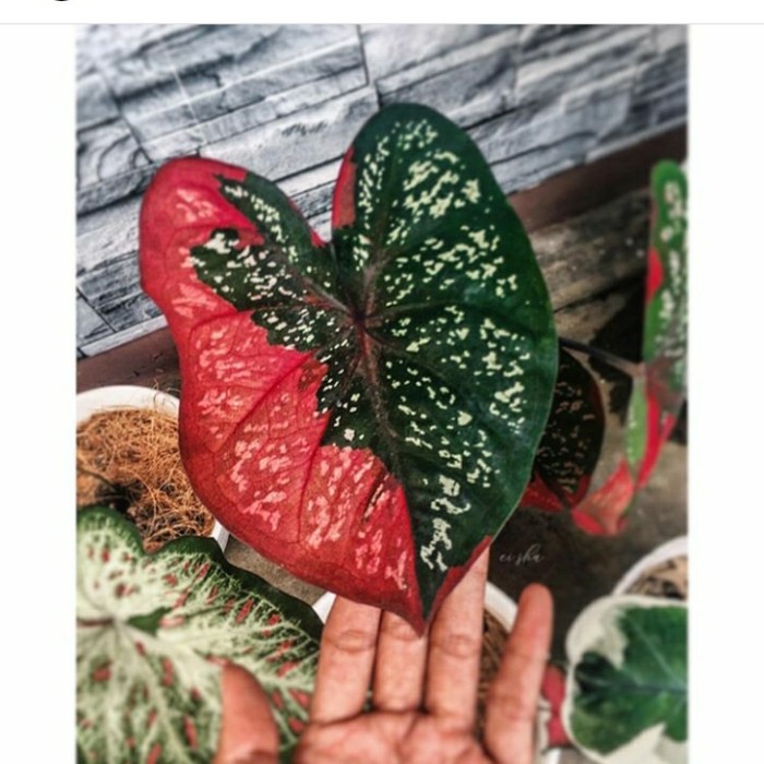 keladi baret remaja /keladi baret