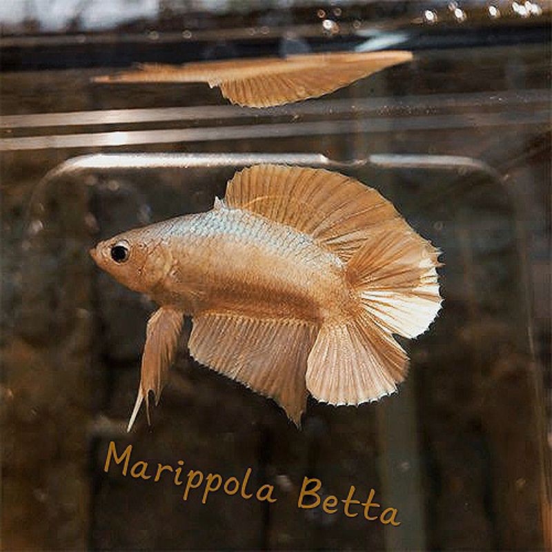 

Cupang Super Gold Double Tail - (Spesial Suprime)