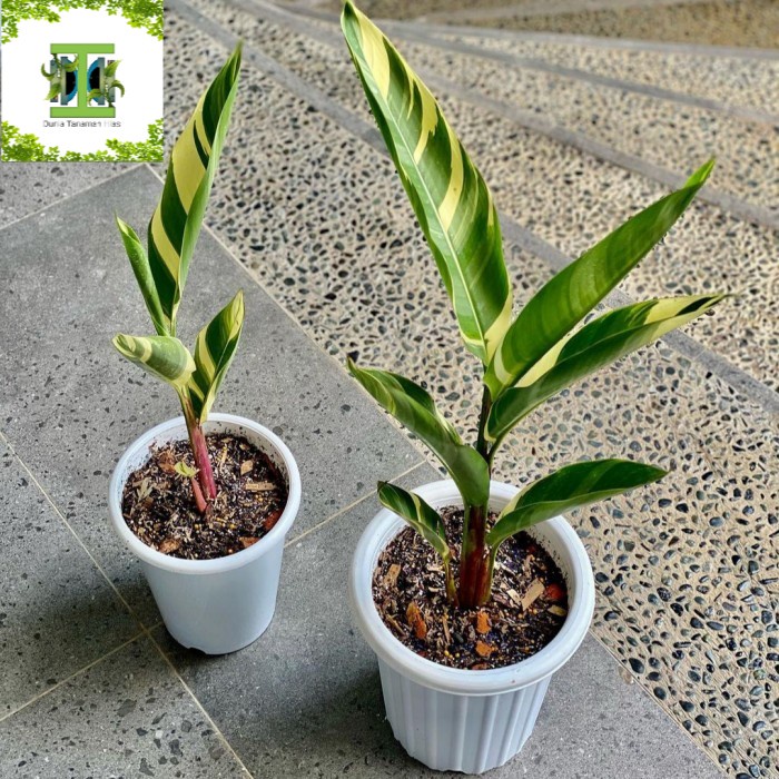 Tanaman hias Heliconia Variegata - Pisang Pisangan Variegata