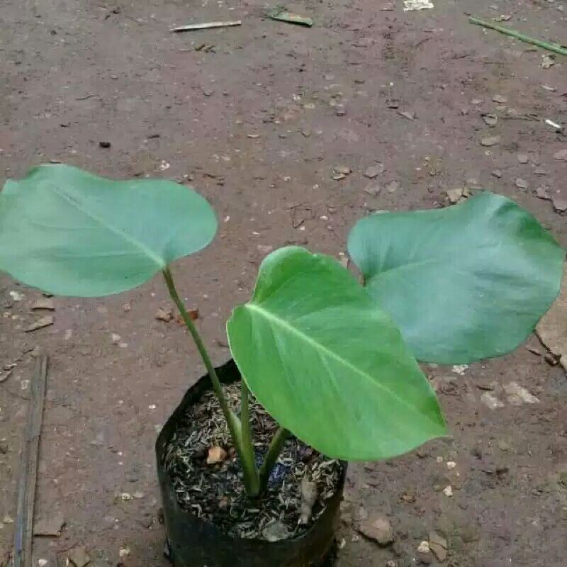 Tanaman Hias Monstera Deliciosa size beby-Anakan Monstera Deliciosa-Bibit Monstera Deliciosa-Pohon